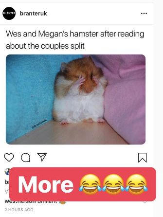 Image may contain: Hamster, Rodent, Mammal, Pet, Animal