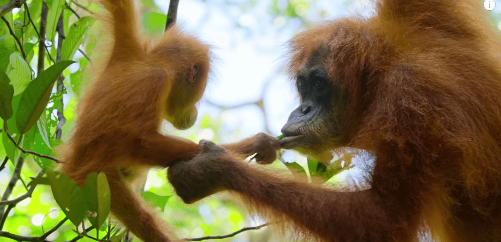 Image may contain: David Attenborough Netflix series, David Attenborough, Netflix, Our Planet, series, trailer,  Ape, Monkey, Mammal, Animal, Orangutan, Wildlife