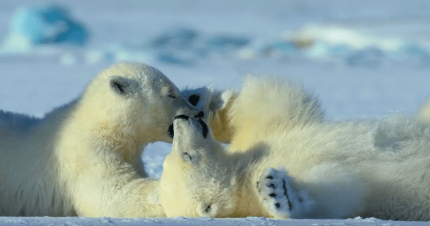Image may contain: David Attenborough Netflix series, David Attenborough, Netflix, Our Planet, release date, trailer, Mammal, Wildlife, Animal, Bear, Polar Bear
