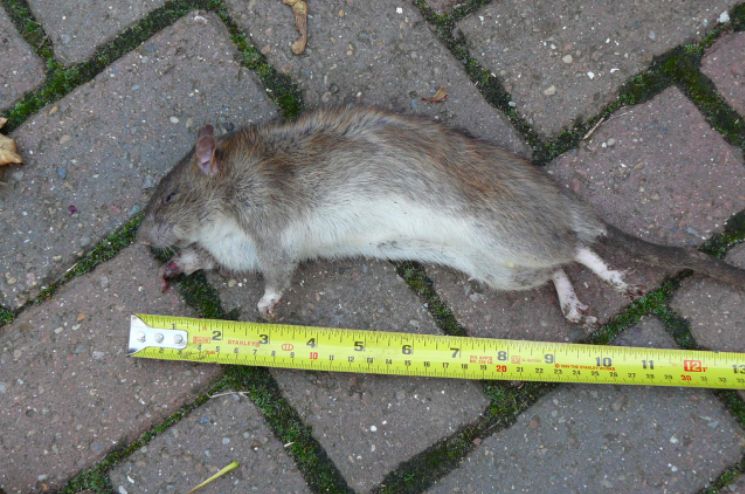 Image may contain: Rodent, Animal, Rat, Mammal