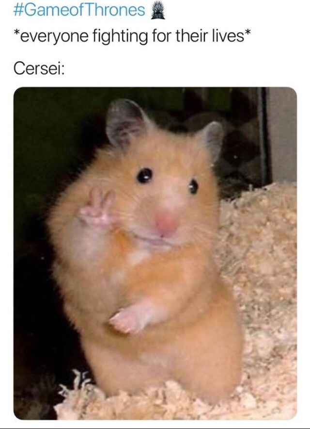 Image may contain: Game of Thrones season 8 episode 3 memes, Game of Thrones memes, Game of Thrones meme, best, funniest, reaction, review, The Battle of Winterfell, last night, season 8 episode 3, Hamster, Pet, Rat, Mammal, Rodent, Animal