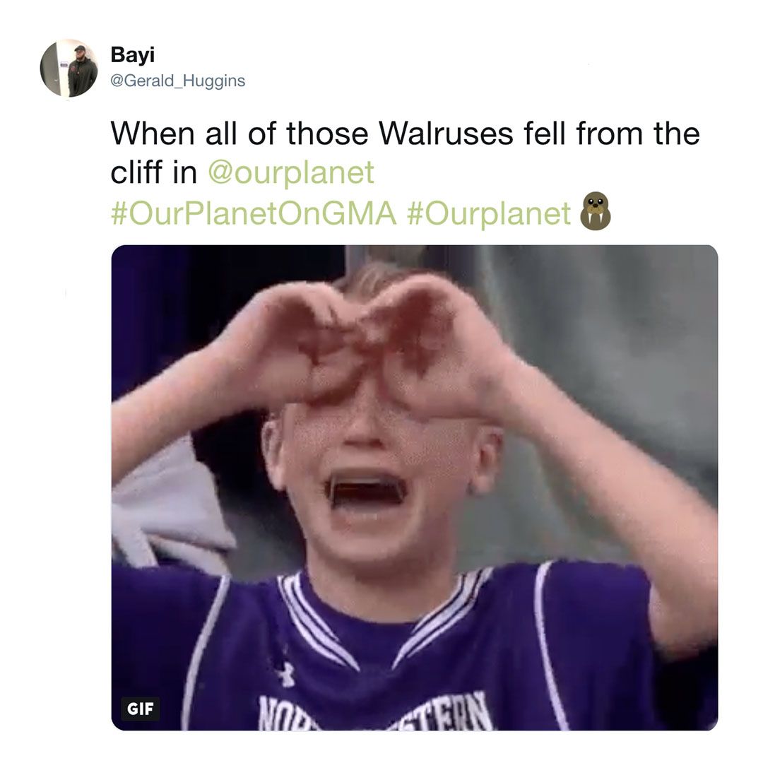 Image may contain: Our Planet, Netflix, walrus, meme, walruses, reaction, David Attenborough, nature, series, news, People, Face, Human, Person, Text