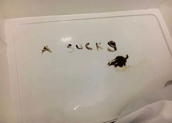 Image may contain: Animal, Bird, Text, White Board