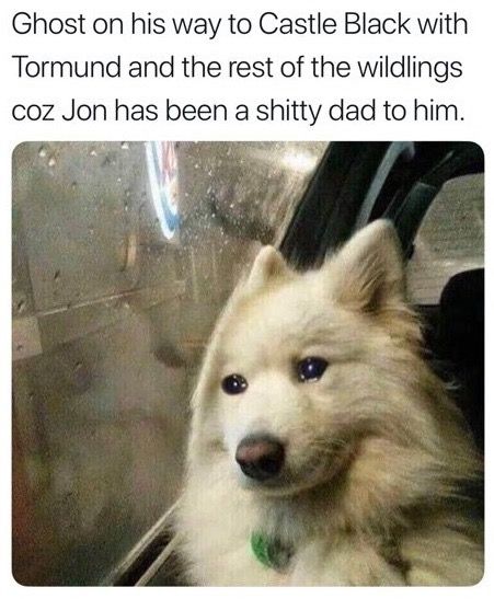 Image may contain: Game of Thrones season 8 episode 4 memes, Game of Thrones memes, Game of Thrones, GoT, meme, Ghost, tweet, reaction, Twitter, Starbucks cup, Sansa, The Last of the Starks, season 8 episode 4, Arya, Gendry, Bran, Jon, Eskimo Dog, Dog, Pet, Canine, Animal, Mammal