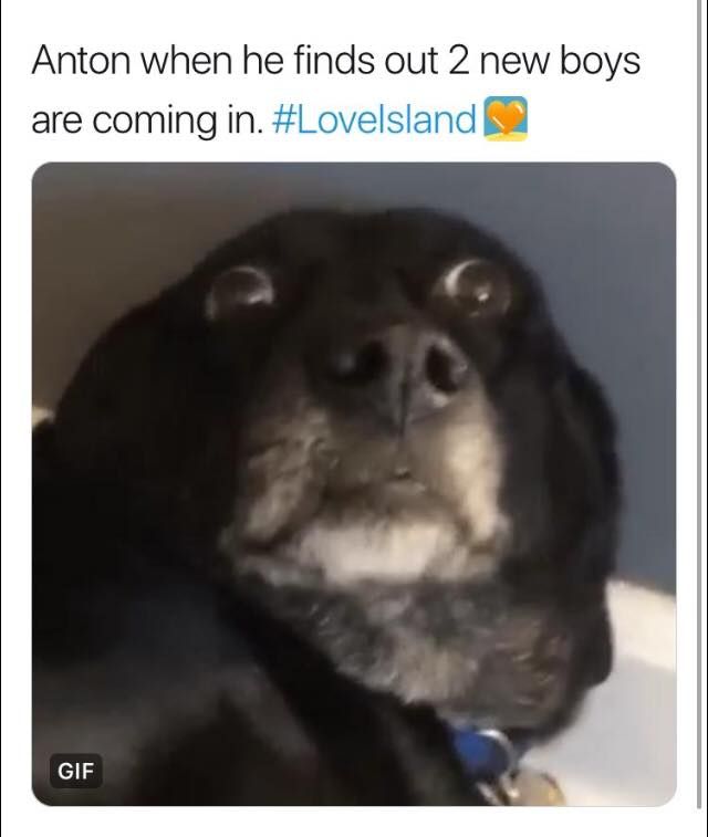 Image may contain: Love Island episode one memes, Love Island, Anton, memes, tweet, funny, reaction, 2019, tonight, last night, episode one, recoupling, Text, Animal, Mammal, Pet, Dog, Canine