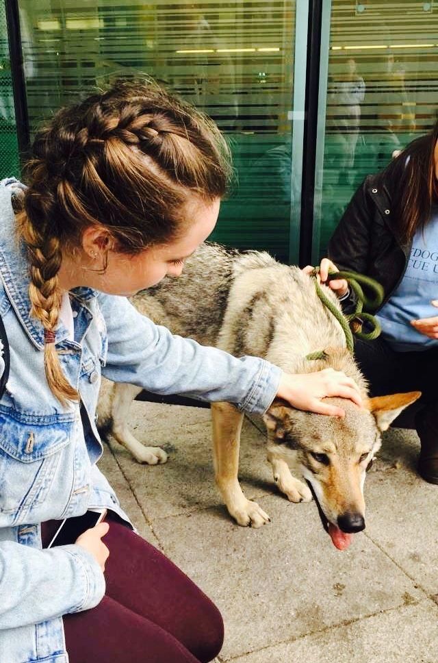 Image may contain: People, Red Wolf, Canine, Wolf, Mammal, Animal, Female, Doctor, Person, Human