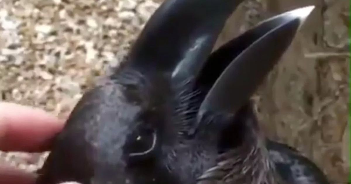 Image may contain: bird or bunny, bird, bunny, rabbit, raven, crow, optical illusion, viral, tweet, Twitter, Instagram, video, meme, explained, origin, original, post, answer, solved, illusion, Bunny, Rabbit, Rodent, Mammal, Animal