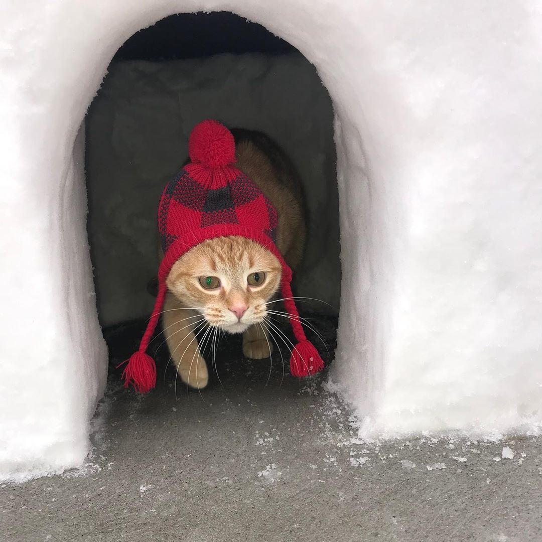 Tik Tok cat, Tik Tok, mr sandman, cat, video, viral, funny, trend, twitter, meme, tik tok cat examples, mr sandman cat, funny cat video, weird video, viral video, mr sandman video, jade, captions 
