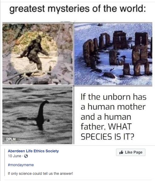 Image may contain: Dolphin, Mammal, Brochure, Poster, Paper, Flyer, Advertisement, Bird, Sea Life, Animal, Person, Human
