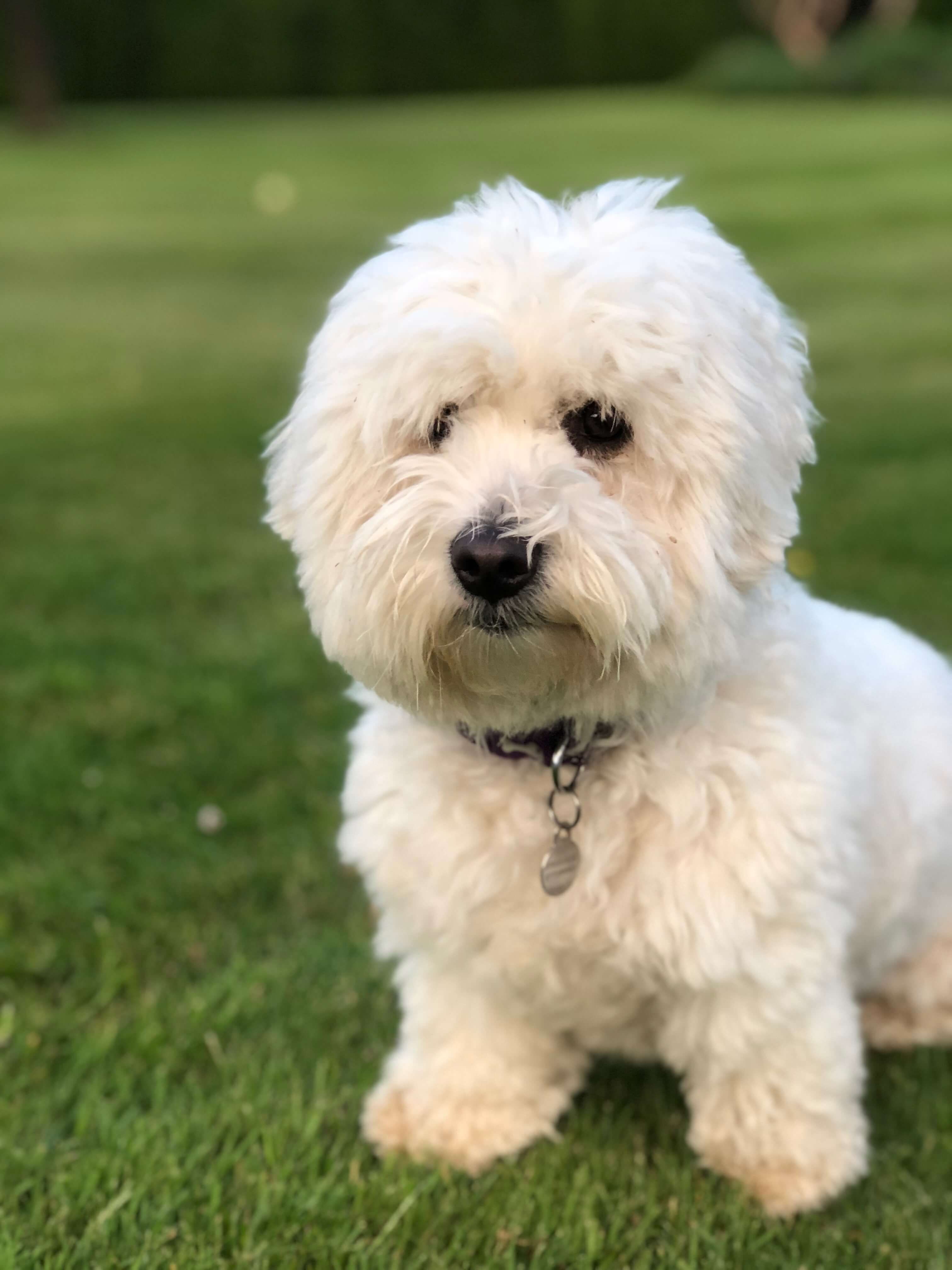 Image may contain: Lawn, Poodle, Terrier, Grass, Plant, Dog, Mammal, Pet, Animal, Canine