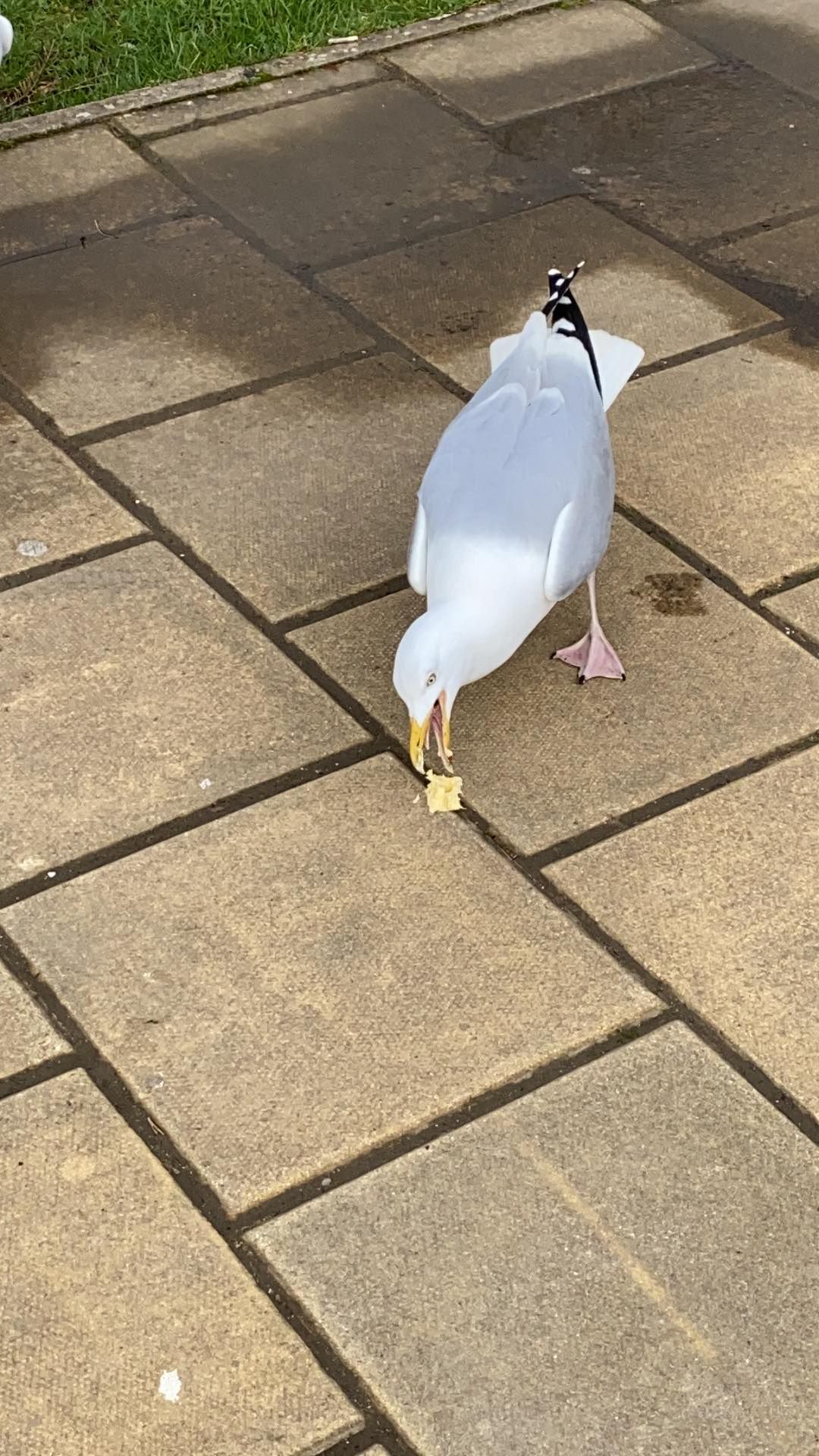 Image may contain: Walkway, Path, Beak, Flagstone, Seagull, Bird, Animal
