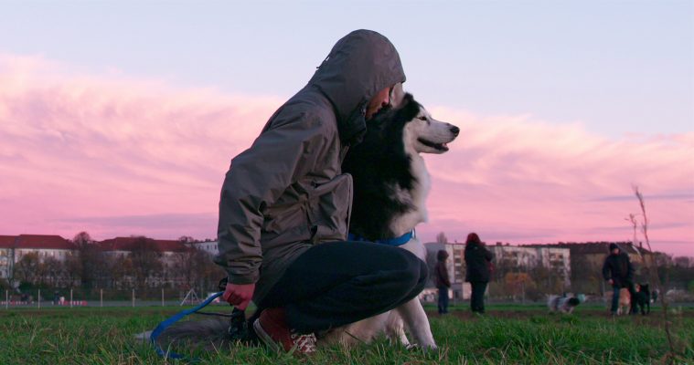 Dogs, Netflix