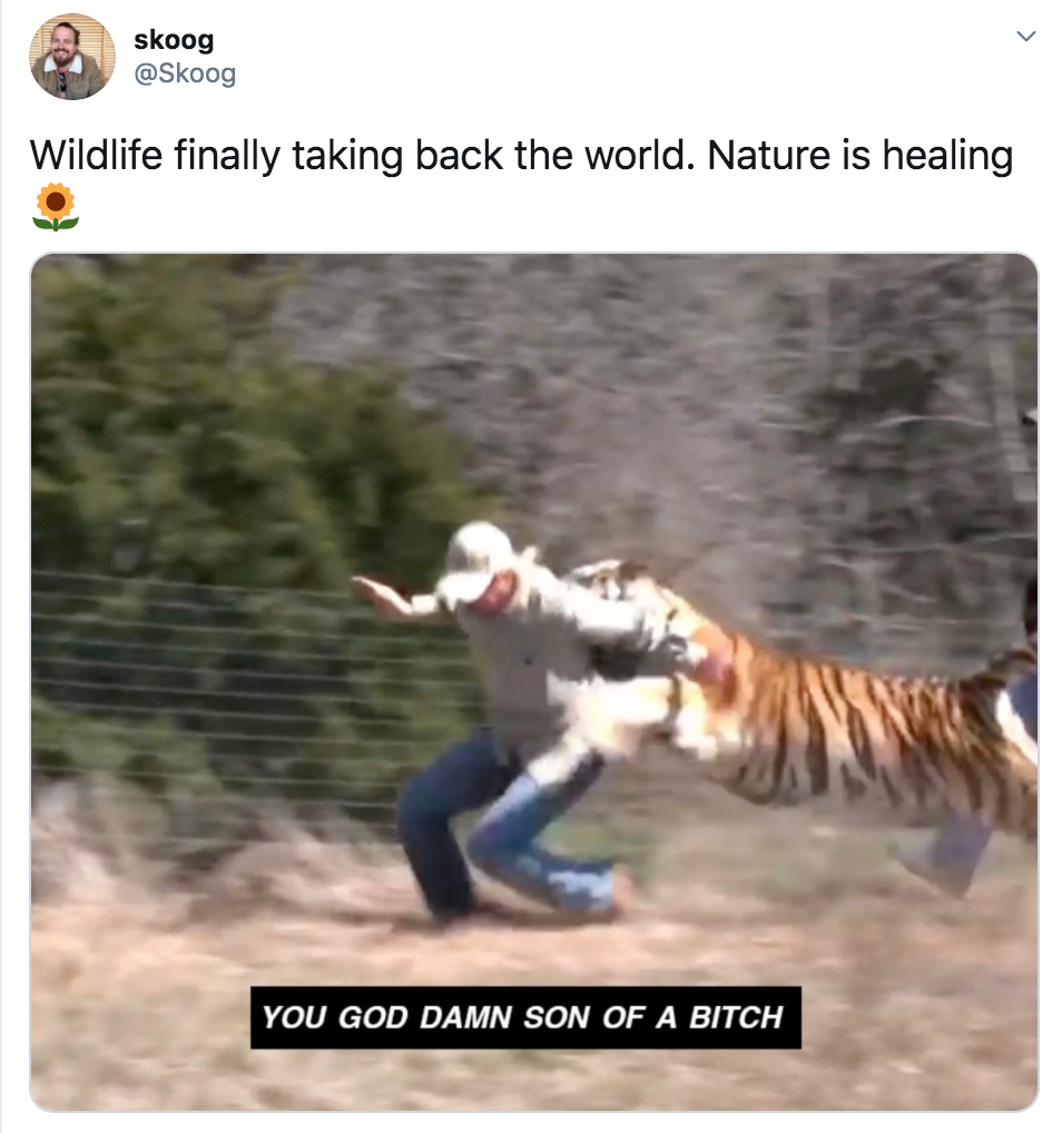 we are the virus, nature, earth, healing, lockdown, meme, coronavirus, quarantine, world, animals, wildlife