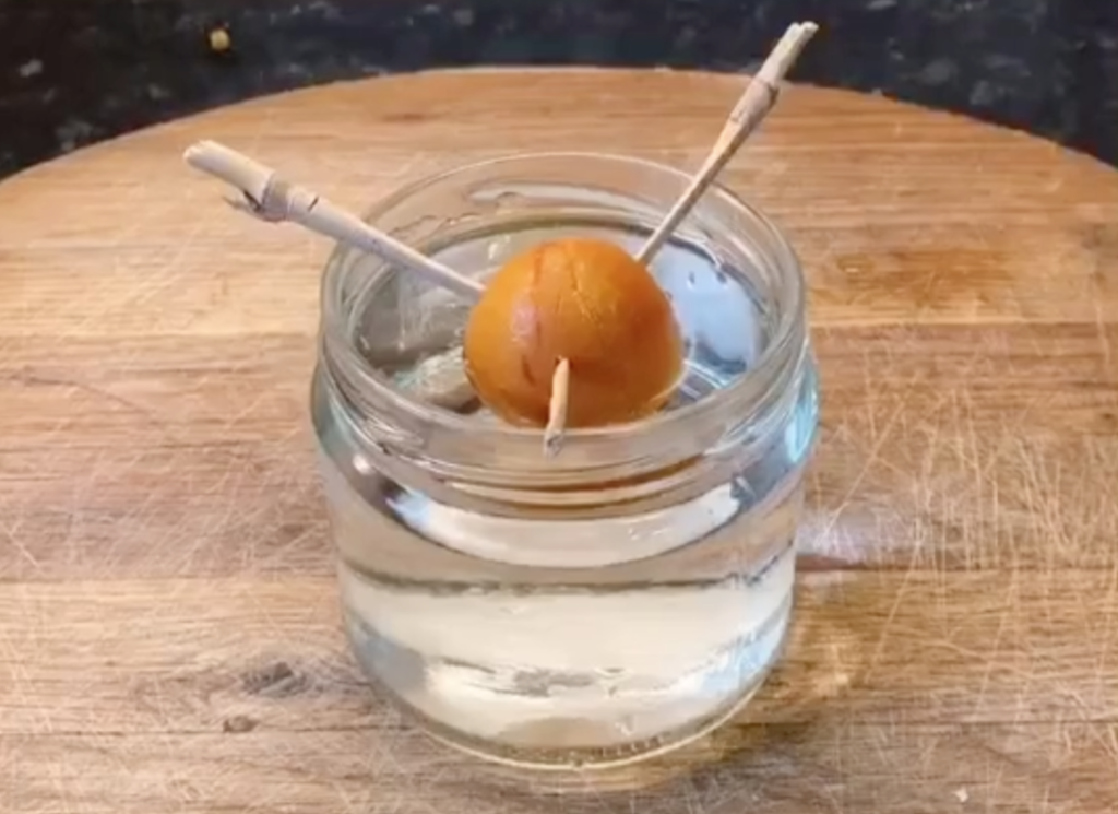 how to grow avocado plant, avocado growing, seed