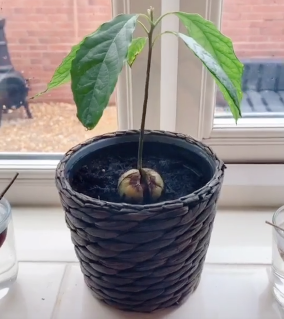 how to grow avocado plant, avocado seed, germination