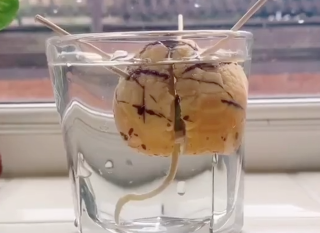 how to grow avocado plant, avocado root, seed