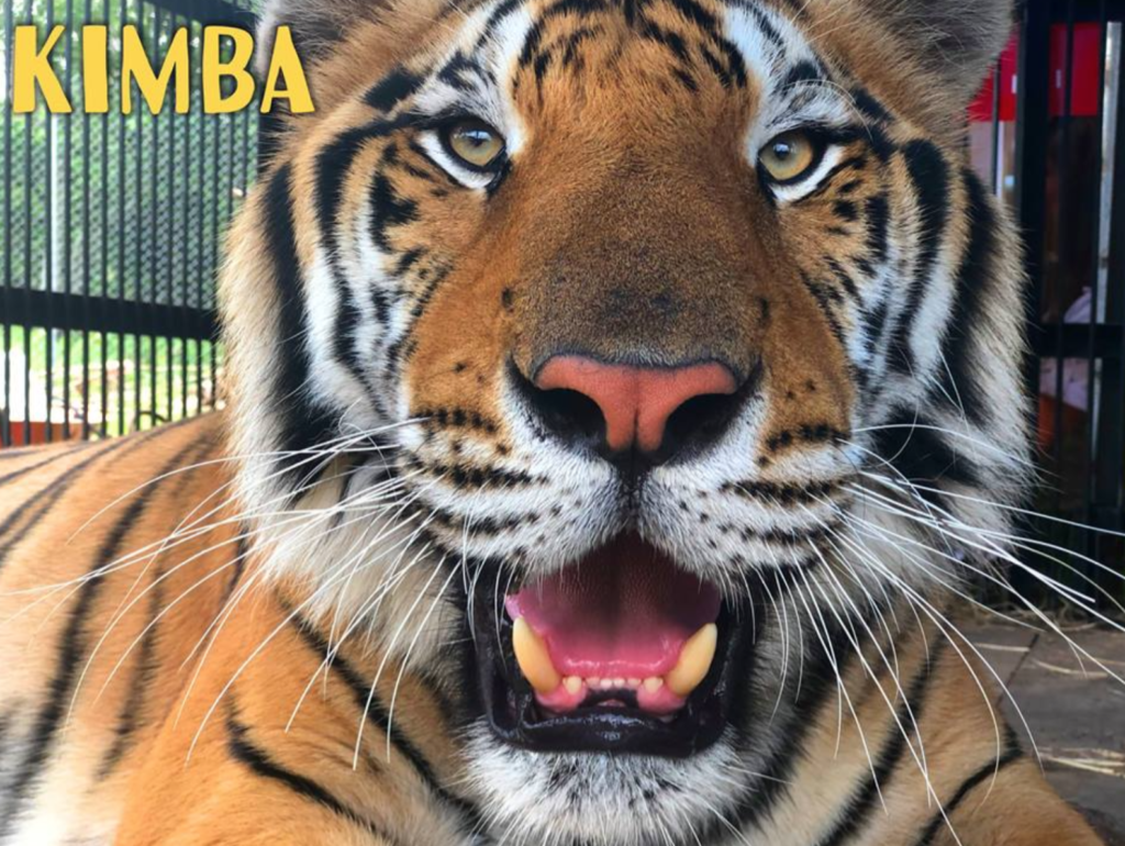 Carole Baskin, zoo, tiger, volunteer, injured, Big Cat Rescue, arm, torn off, tore, hospital, latest