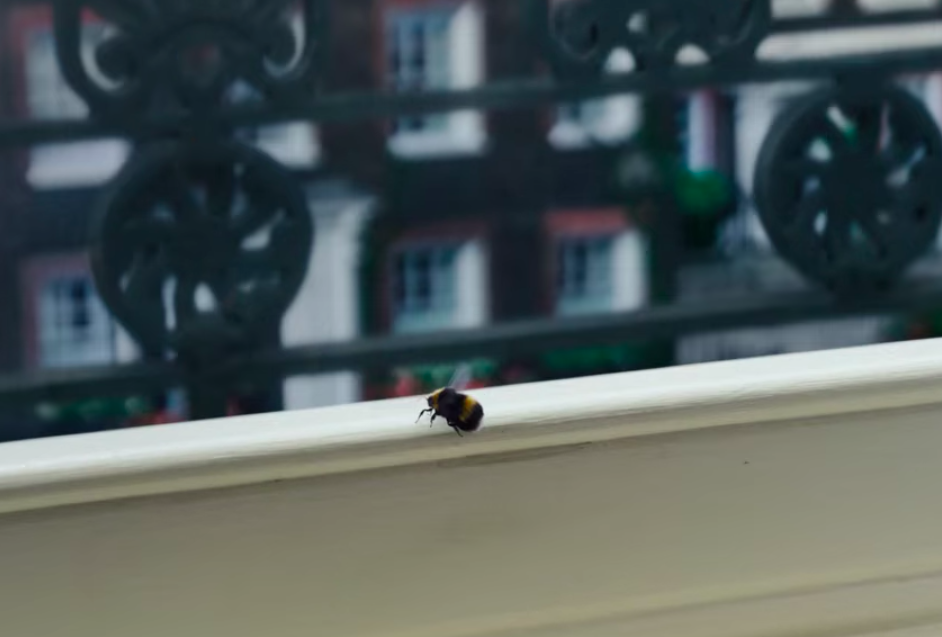 bridgerton bee