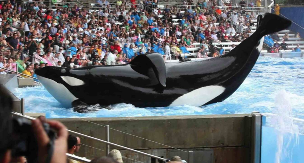 Seaspiracy, Netflix, shows like, series, watch next, documentaries, environment, environmental, earth, pollution, world, marines, ocean, Blackfish