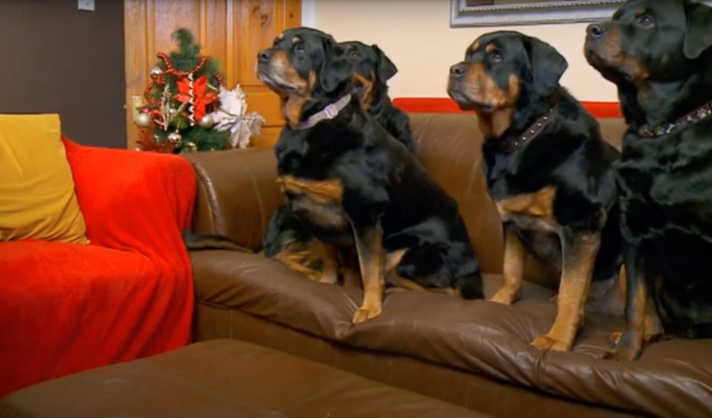 malones-dogs-gogglebox-best-thing-on-tv-right-now