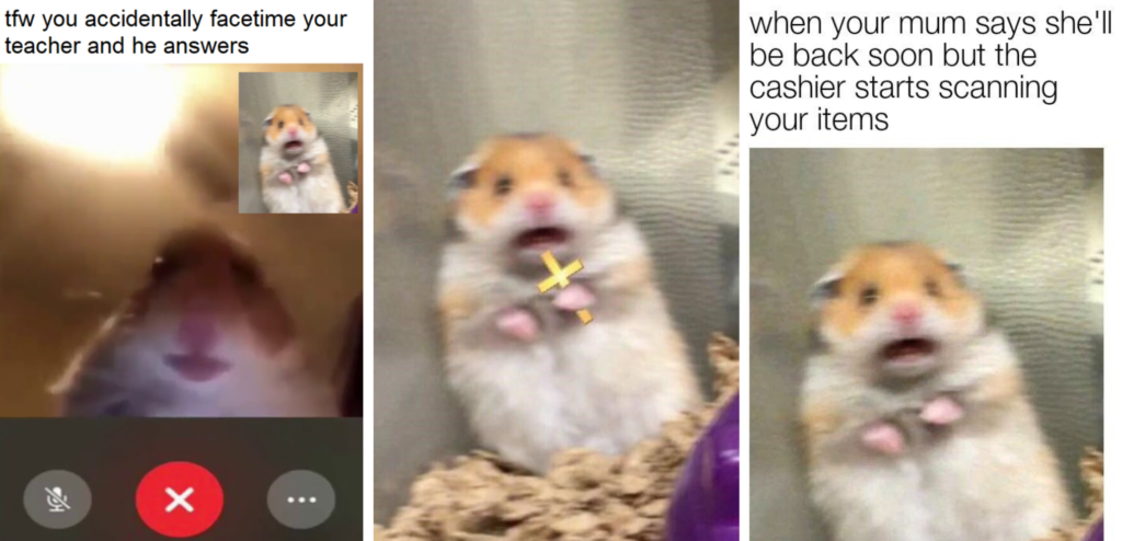 scared hamster meme