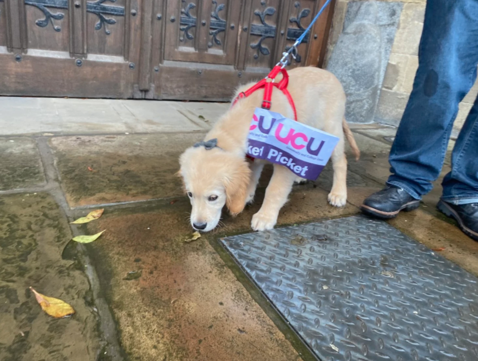 dogs-picket-lines-university-manchester-lecturer-strikes-bristol