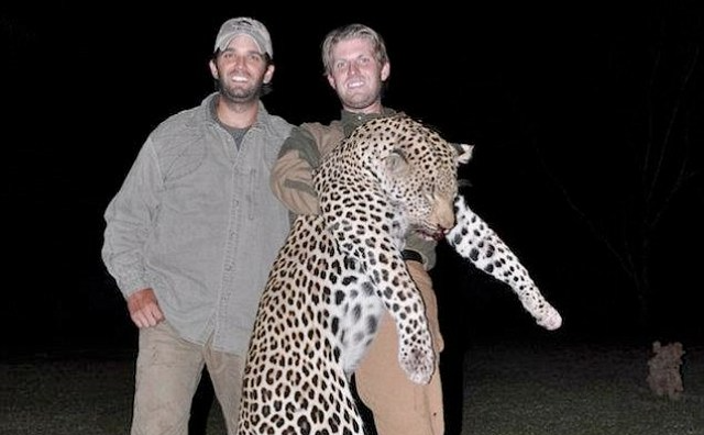 donald trump junior