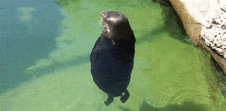 seal
