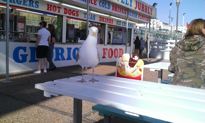 This seagull that you probably shouldn't fuck with.