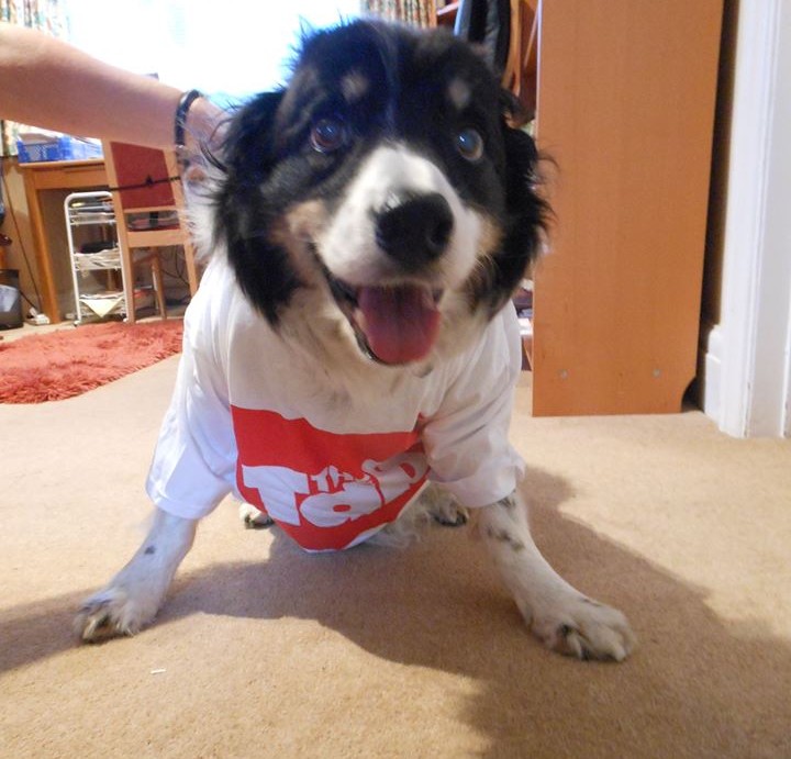 Dressed to the (ca)nines: Shadow the Border Collie