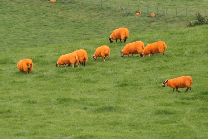 Sheepish: Any explanations for this then Cardiff students???