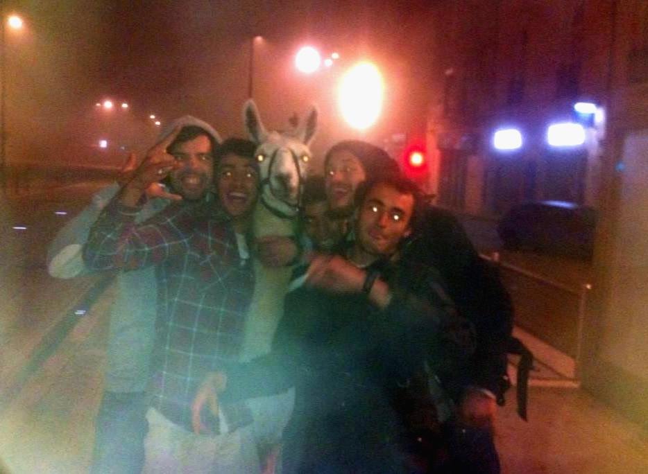 Alpaca my bad: lucky llama bags himself four guys to go home with