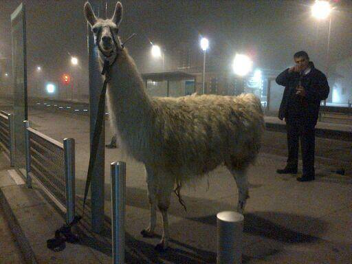 llama2