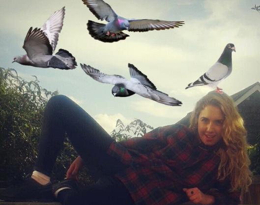 pigeon