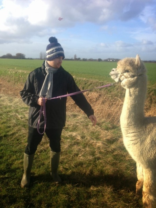 alpaca2