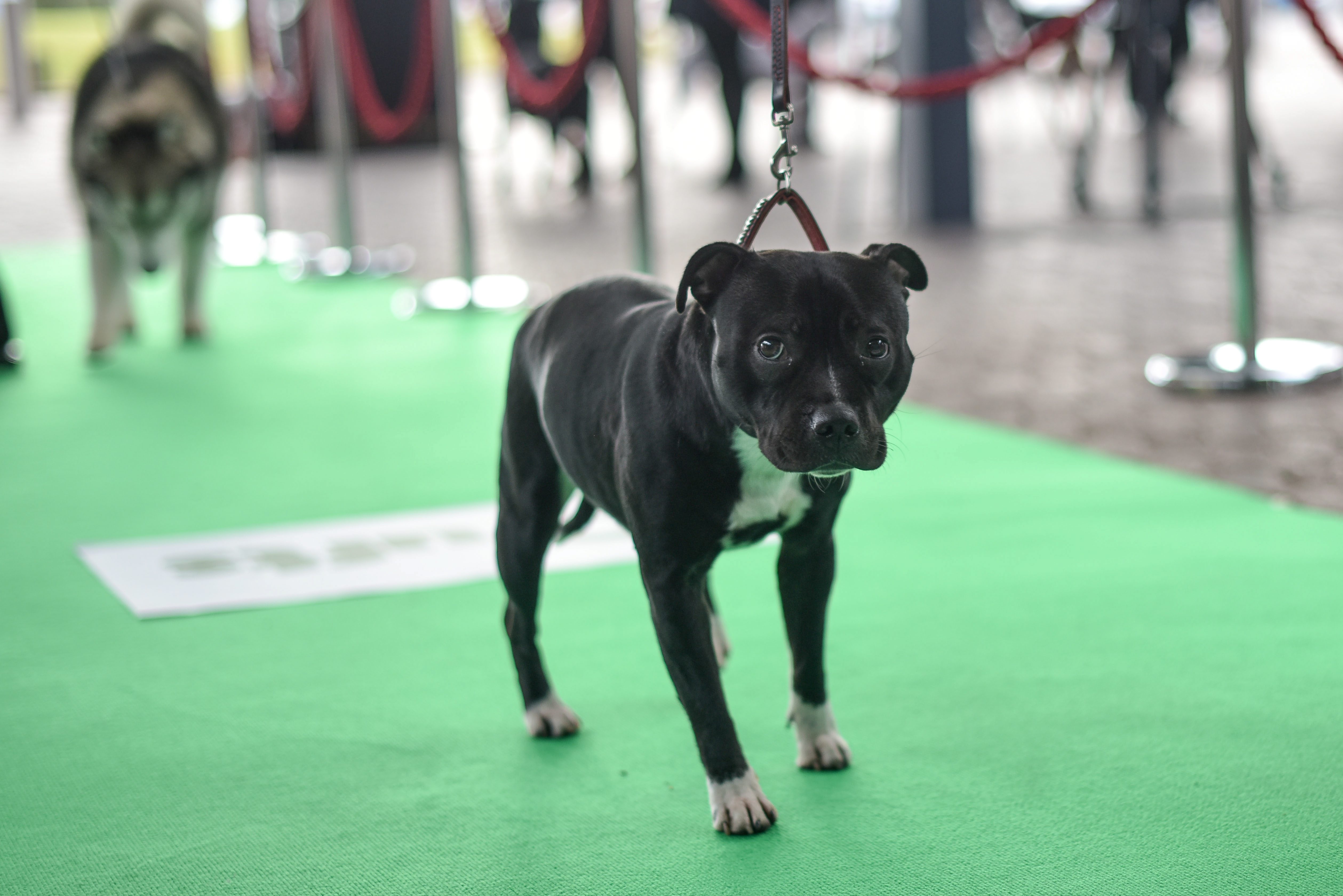 NTI_CRUFTS_PHOTOCALL_13