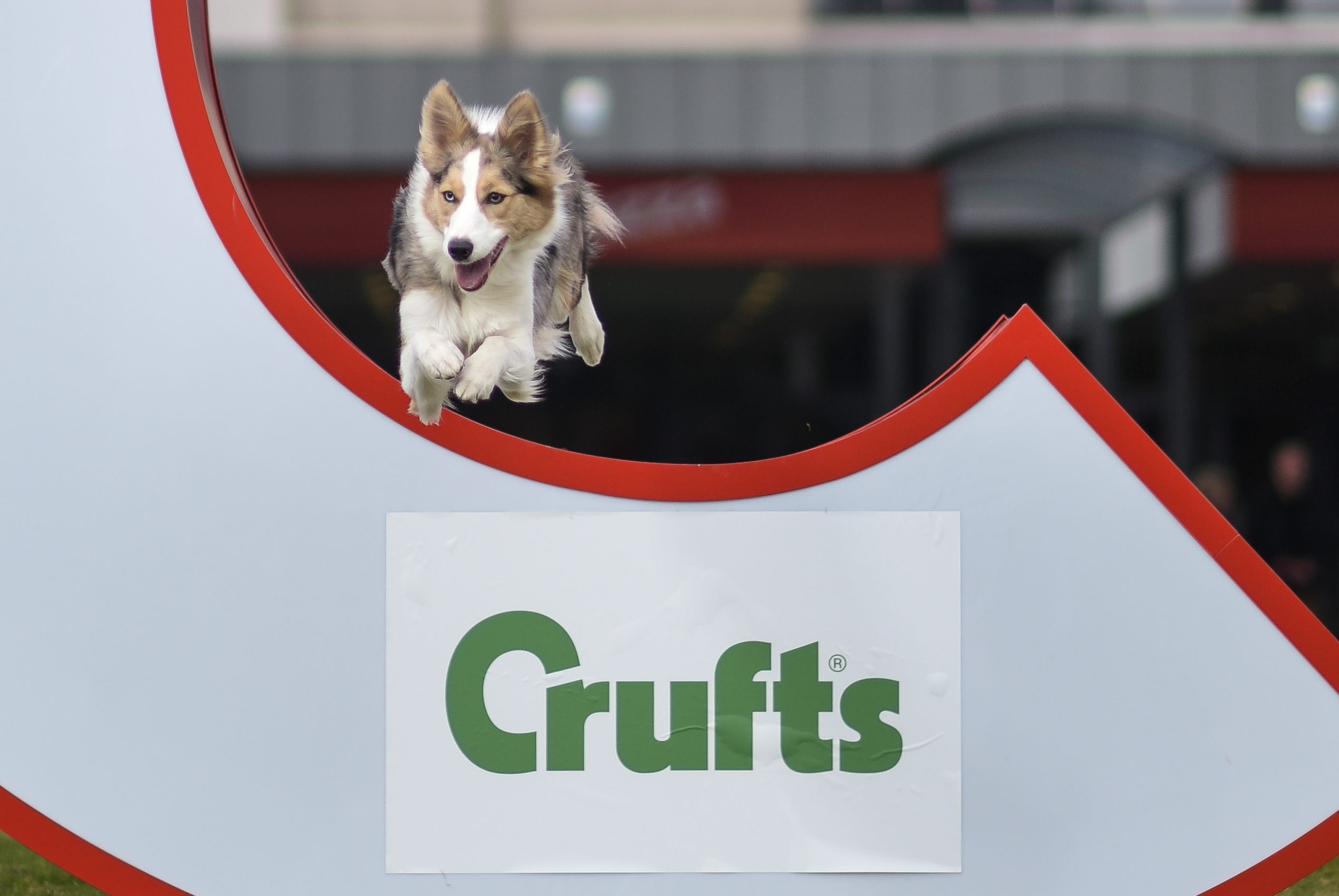 NTI_CRUFTS_PHOTOCALL_23