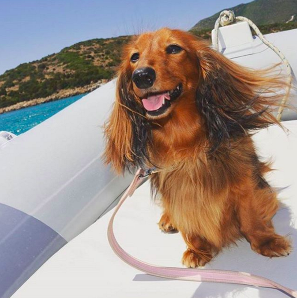 @dachshundoftheday