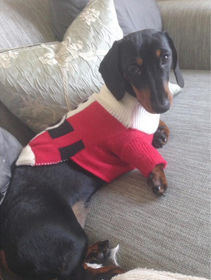 This is Sandy the short-haired Dachshund