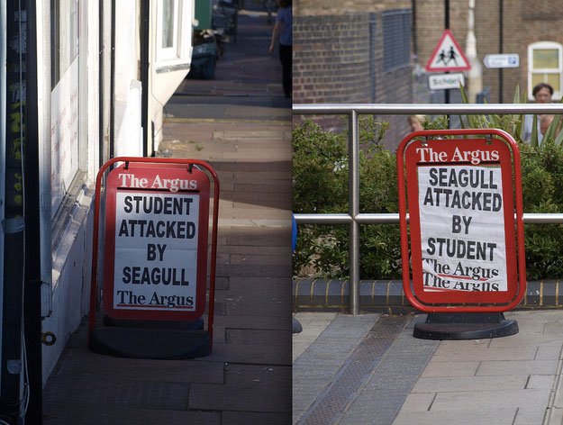 the argus student seagull attack crazy headline