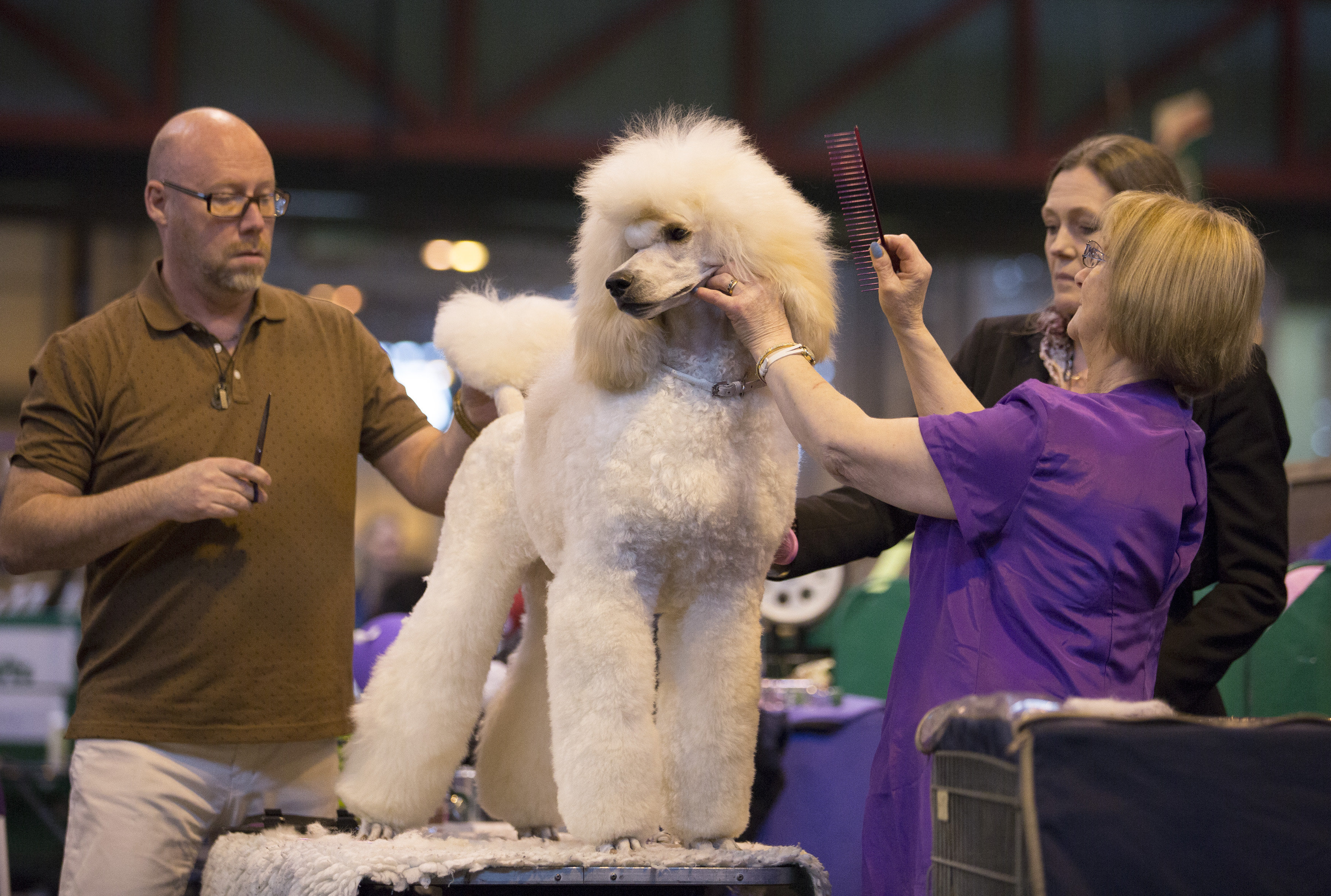 A standard poodle is groomed at Crufts 2016 at the NEC in Birmingham. March 10 2016.
