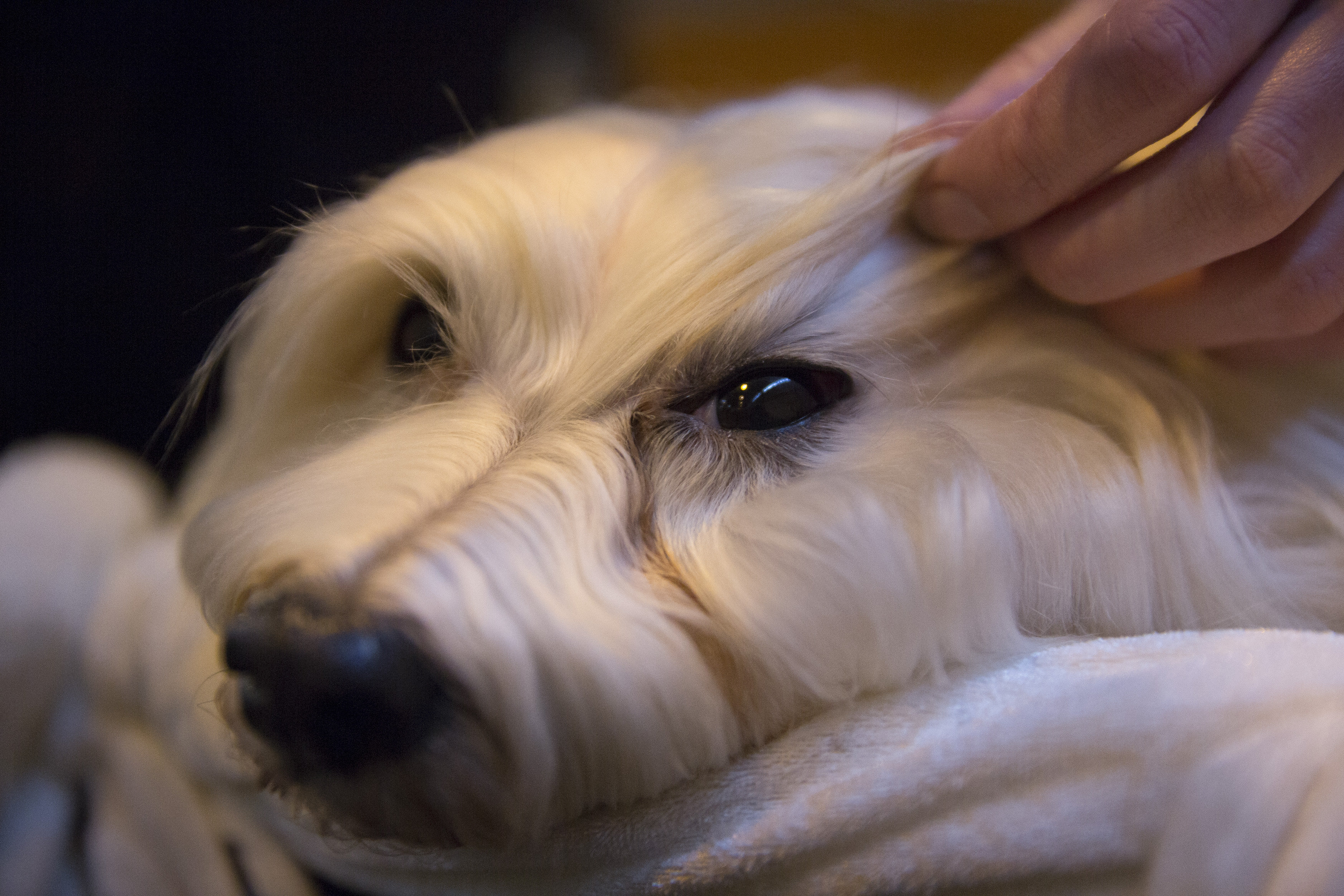 A Habanese dog is groomed at Crufts 2016 at the NEC in Birmingham. March 10 2016.
