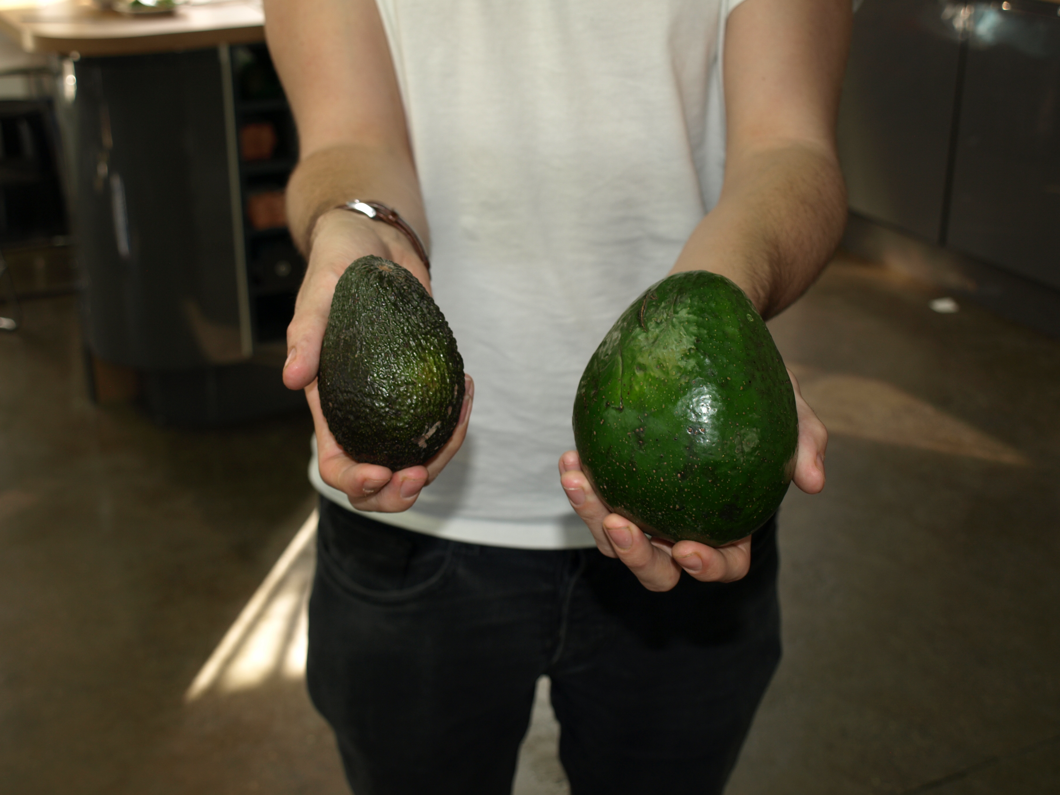 Here it is next to a regular avocado