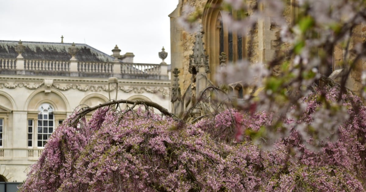 Cambridge comes fifth in The Times Higher Education world reputation