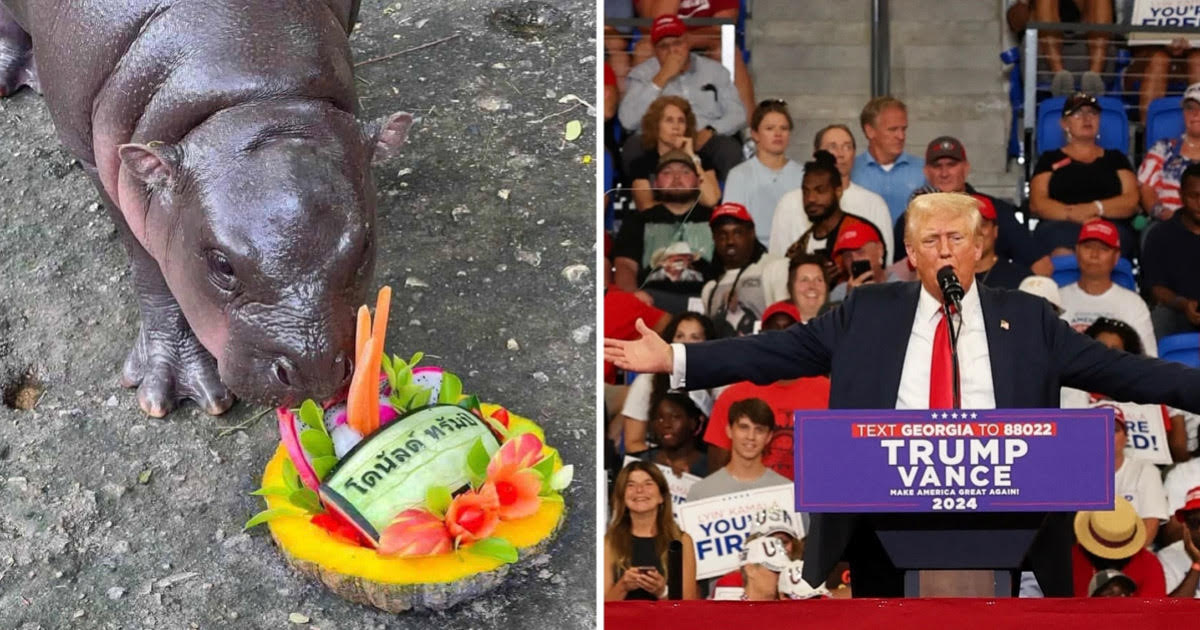 Moo Deng cancelled for choosing Donald Trump as election winner