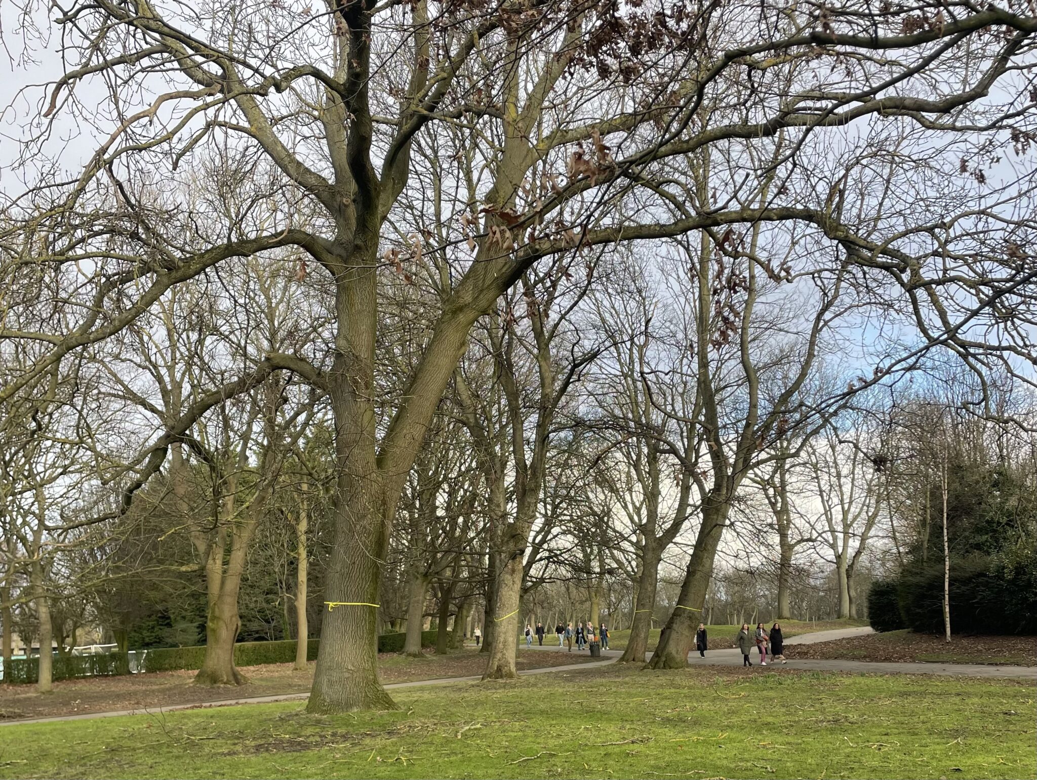 Here's why yellow ribbons have appeared on the University of Leeds' campus