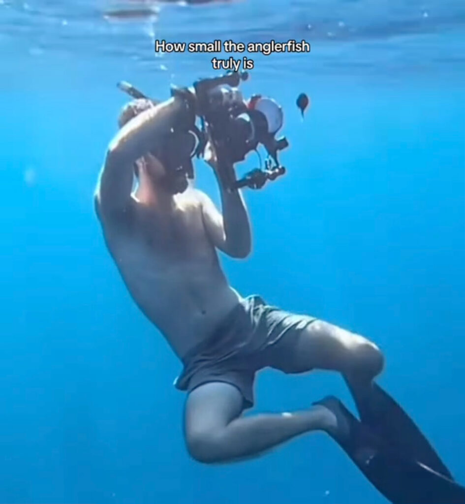 Anglerfish is smaller than suspected according to these pictures