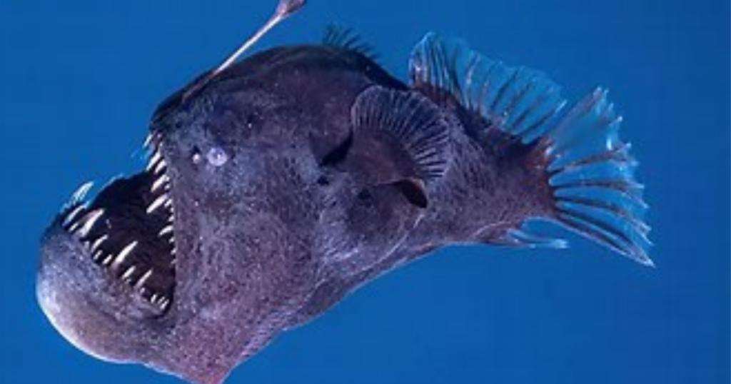 what happened to anglerfish
