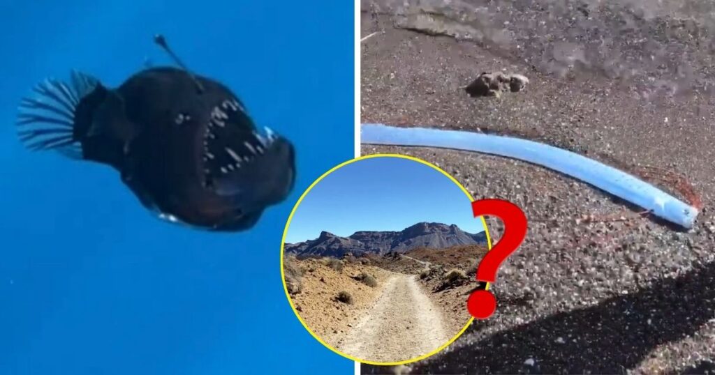 anglerfish fish volcanoes reason