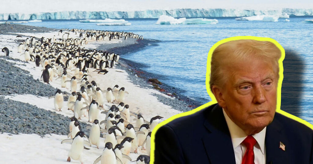 Trump Tariffs penguins